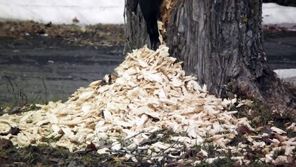 Big Pileated Woodpecker Goes Beyond His Boundaries