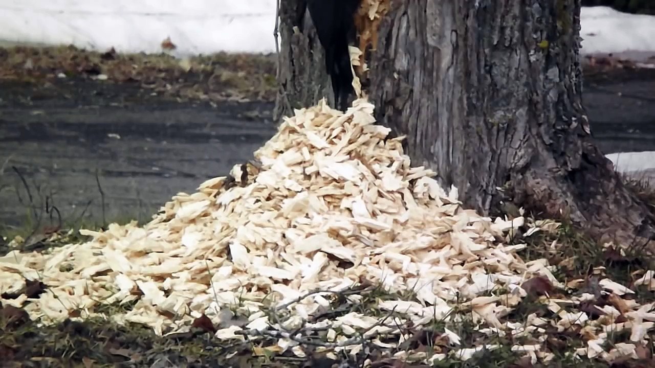Big Pileated Woodpecker Goes Beyond His Boundaries