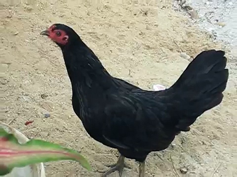Clucking Chicken