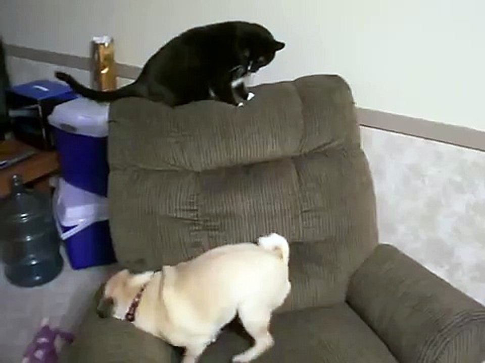 Pug Vs Cat
