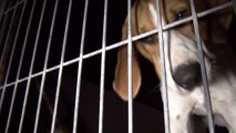 Rescate de 36 perros del criadero de animales para experimentación Harlan Interfauna (España)