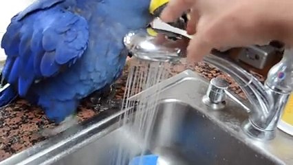 ببغاء في قمة الذكاء موش معقول