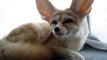 Fennec fox that emits mysterious sound