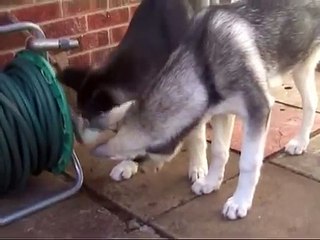 Siberian Huskies at play