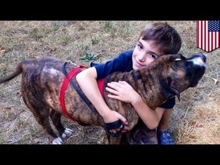 Animal heroes: pit bull saves 8-yr-old boy from deadly bee swarm