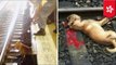 Dog killed by train: MTR conductor hits dog, animal rights activists protest at Hong Kong station