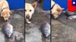 Animals rescuing animals: dog tries to rescue fish out of water