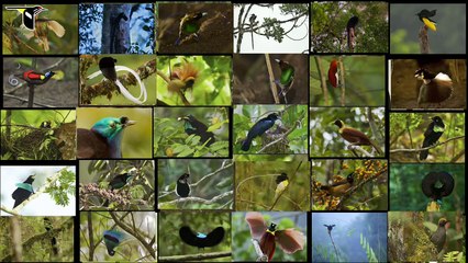 Speciation: An Illustrated Introduction