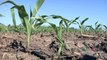 Farm Basics-Corn Growth Stages #633 (From Ag PhD #633 5/23/10)