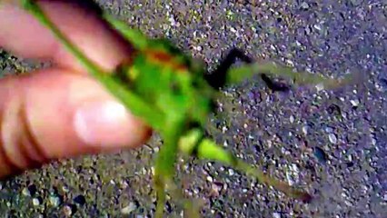 Животные, Огромный кузнечик и морские свинки+наша Сима.