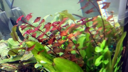 65 Gal Aquascape (update1)