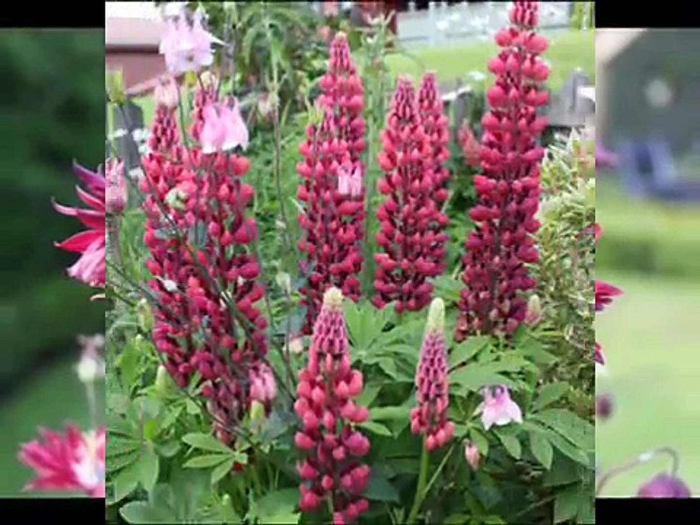 A Small English Garden In Norway 2010