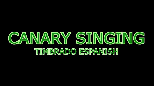 CANARY SINGING TIMBRADO ESPAÑOL CANÁRIO BELGA