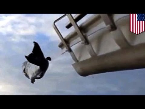 Salmon cannon shoots fish upstream for spawning