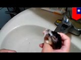 Animal cruelty: Taiwanese man tortures his pet hamster by throwing it in water 17 times in 2 minutes