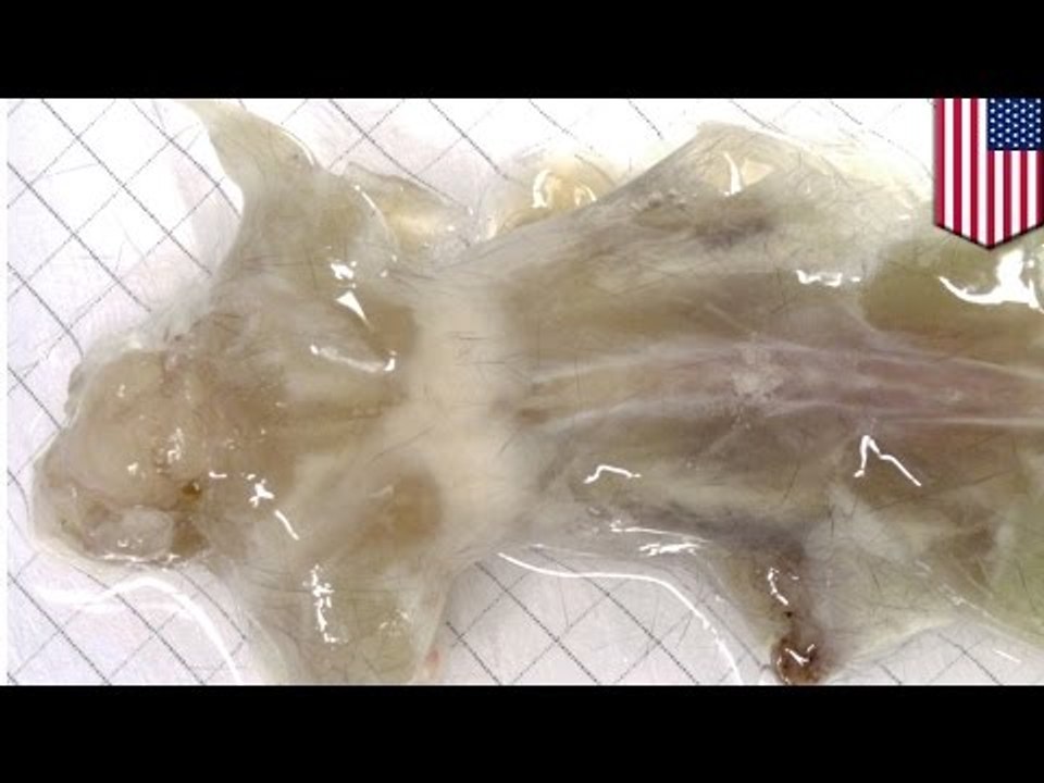 Caltech scientists create these gross, see-through mice in just two weeks