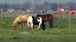 Using a Critical Eye to Observe Horse Herd Behavior - Rick Gore Horsemanship