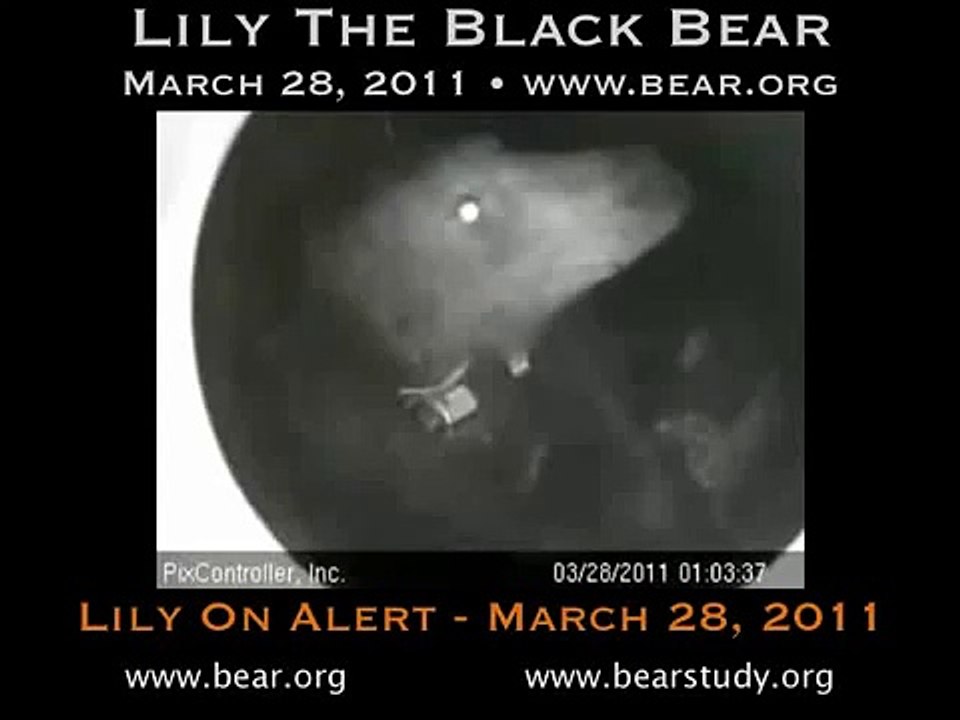 March 28, 2011 - Lily on Alert - Lily the Black Bear