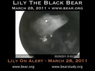 March 28, 2011 - Lily on Alert - Lily the Black Bear