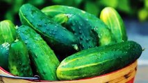 Learn all about growing Cucumbers