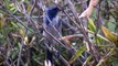 A blue bird (Western Scrub Jay) sings outside my window...