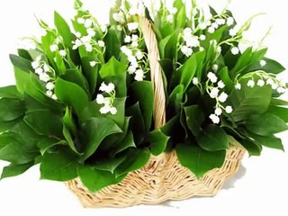 Chanson: "Le muguet du 1er mai"