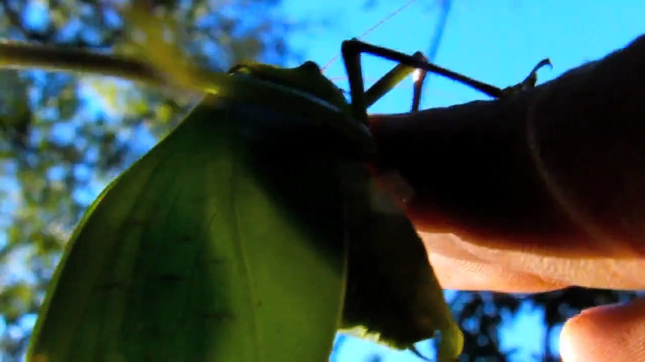 GREEN LEAF BUG KATYDID High Speed Slow Motion Slow Motion 300 fps Casio Exilim EX-F1