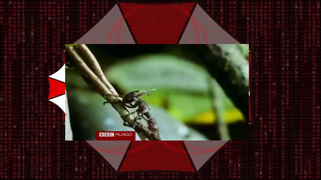 Hormigas Zombies │Zombies Ants