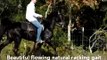 Drop Dead Gorgeous Jet Black Tennessee Walking Horse Gelding for sale