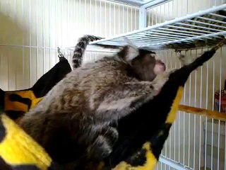 My Pet Marmoset Monkeys.