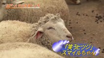 「笑うヒツジ」スマイルちゃん 神戸・六甲山牧場で人気 Smiling sheep draws popularity