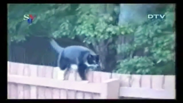Funny Animals - Fail compilation animals | vídeos graciosos, Chistosos | Fail Compilation