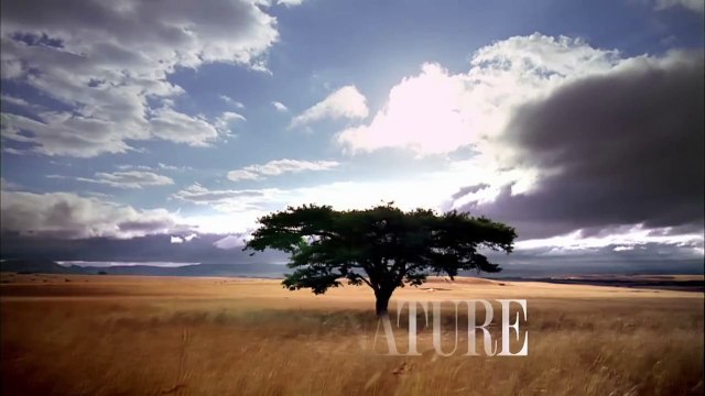 Watch Snow Monkeys Grooming Each Other | Nature on PBS