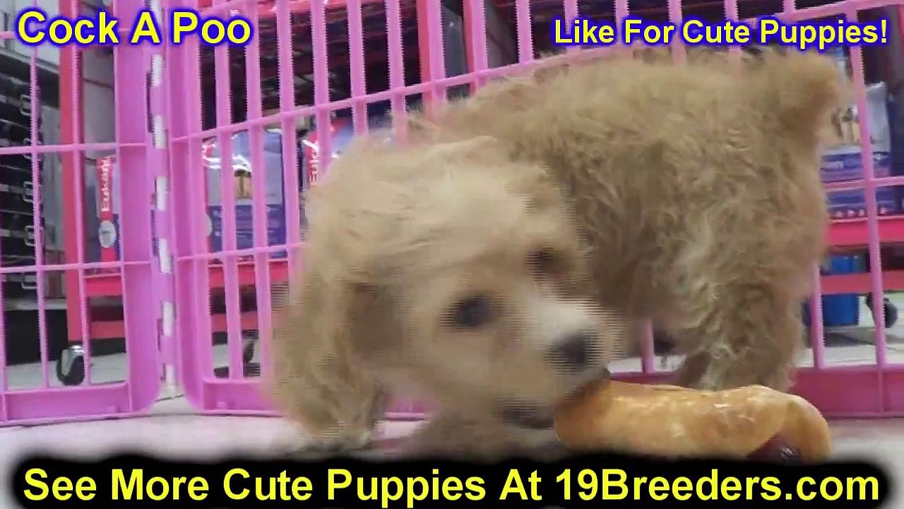 Cock A Poo, Puppies For Sale, In Atlanta, Georgia, GA, 19Breeders, Savannah,Sandy Springs, Roswell