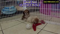 CavaChon, Puppies For Sale, In Atlanta, Georgia, GA, 19Breeders, Savannah,Sandy Springs, Roswell