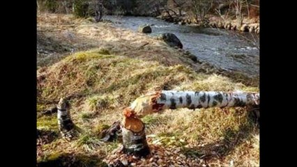 ビーバーがダムを作るために木を倒した結果・・・