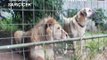 The Biggest Dog of the World (Turkish Kangal Dog)