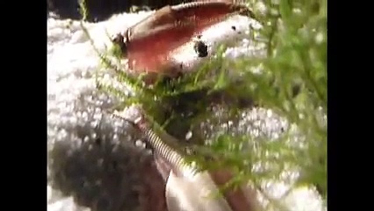 Triops Urzeitkrebse - eine Generation über 30 Tage