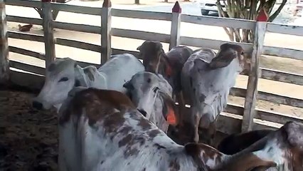 Hacienda Casa Blanca Gyr Lechero