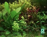 JBL CO2 Anlagen / Sieben Schritte zum perfekten Pflanzenwuchs im Aquarium.