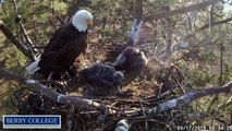 Berry College Eagles 3/17/2015 First Self-feeding Attempt