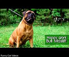 Funny Bullmastiff Dog Video | Funny Cat Videos 2015