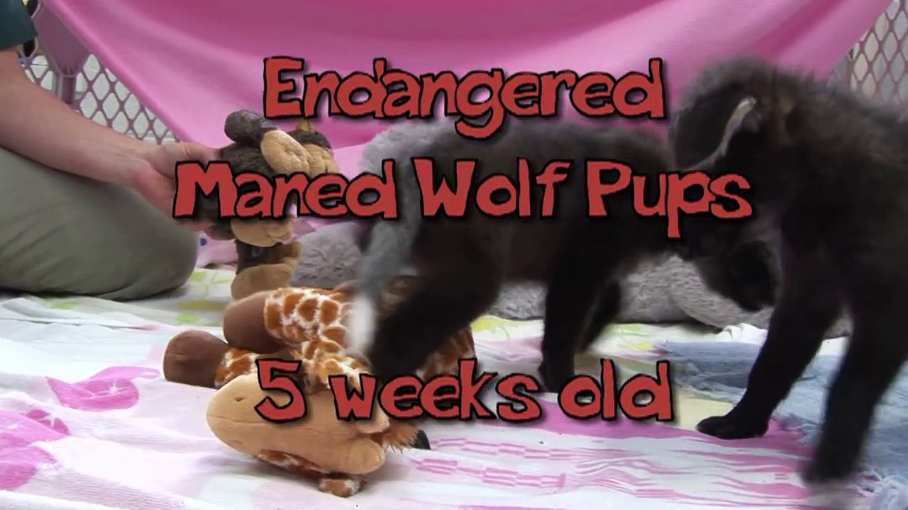 Pup Playtime! Maned Wolf Pups are Five Weeks Old