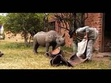 Rhino poaching in Zimbabwe