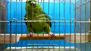Watch Parrot Reciting The Holy Quran - Masha'ALLAH