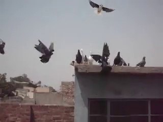 Abdul Khaliq Pigeons 2015 part 2
