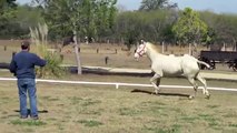 Top Lusitano Stallion (Poderoso do Retiro) Isabelino