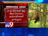 Elephants destroy mango trees in Srikakulam