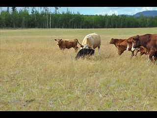 Black Bear Attacks Simmental Cattle