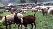 Andrate 2010 capre razza alpina camosciata e pecore biellesi